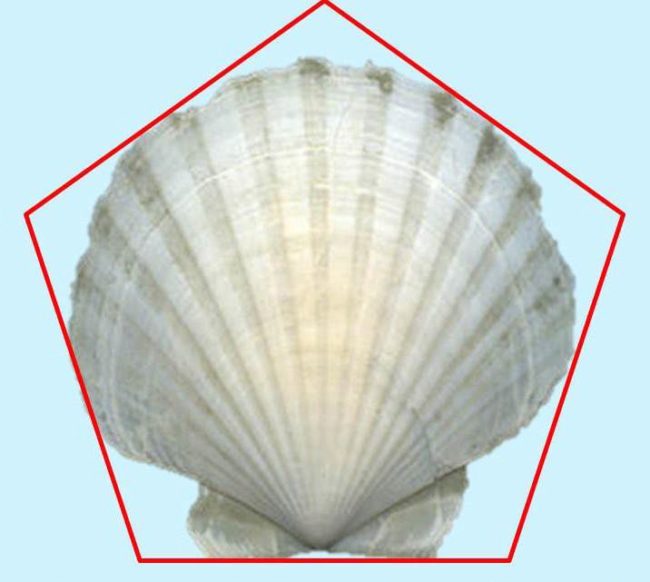 La Coquille Saint-Jacques